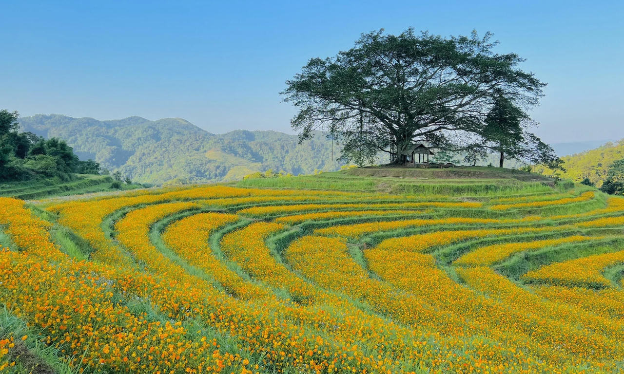 Sắc hoa thôn Mừng tạo nên nét chấm phá rực rỡ cho bức tranh thiên nhiên Cao Phong.(Ảnh: Quỳnh Mai)