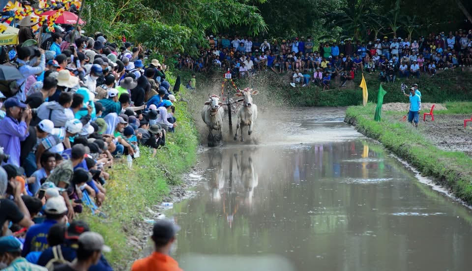 Có 32 đôi bò tham gia tranh tài Hội đua bò truyền thống Chùa Rô 2026. Ảnh: Khánh Thùy.