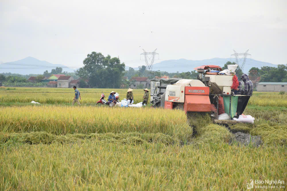 Lãnh đạo và cán bộ tín dụng NHCSXH Yên Thành luôn bám sát cơ sở, tận tình giúp dân sử dụng vốn vay ưu đãi đầu tư sản xuất kinh doanh.