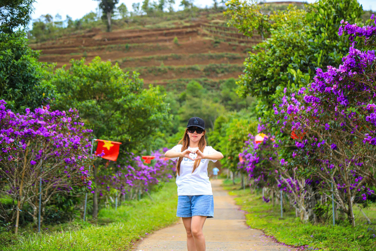 Những ngày tháng 9, khoảng 1.000 gốc hoa mua được trồng xen trong đồi chè đang vào mùa nở rộ, tạo thành những mảng tím trải dài giữa màu xanh của cây chè.