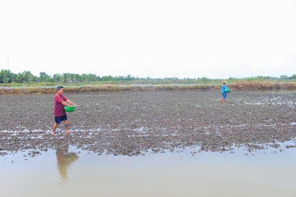 Cà Mau chủ động ứng phó hạn hán, xâm nhập mặn do El Niño