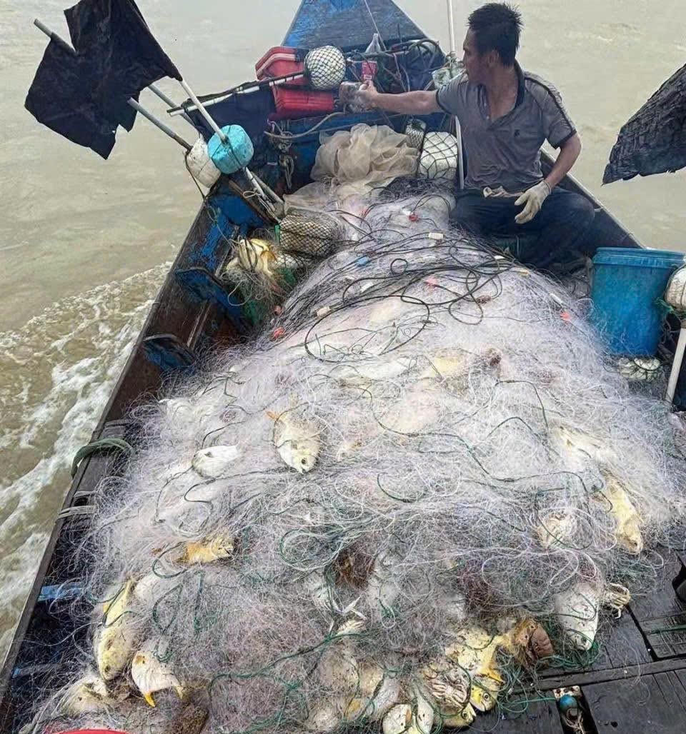 Thuyền của ngư dân Yên Hòa cập bờ với nhiều cá vàng dương. Ảnh: Lan