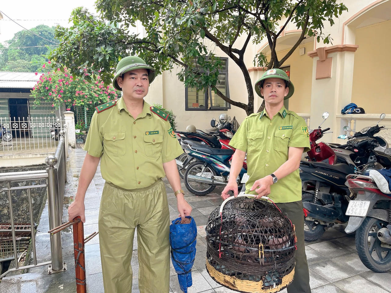 Hạt Kiểm lâm khu vực Bát Xát giải cứu 7 con chim ngói mắc bẫy