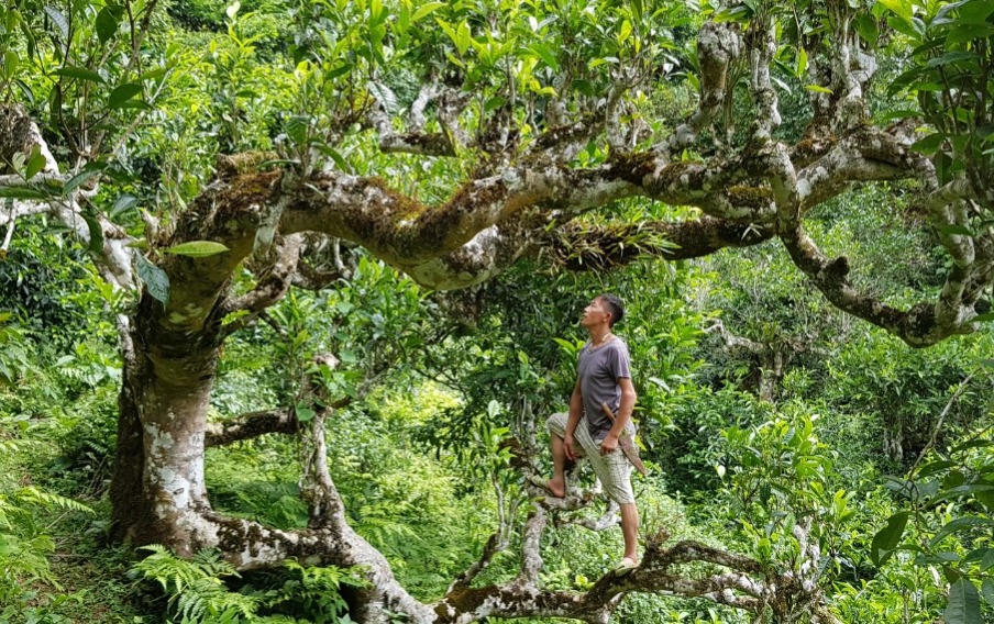 Ra mắt Chi hội Chè Shan Tuyết vùng núi cao Việt Nam