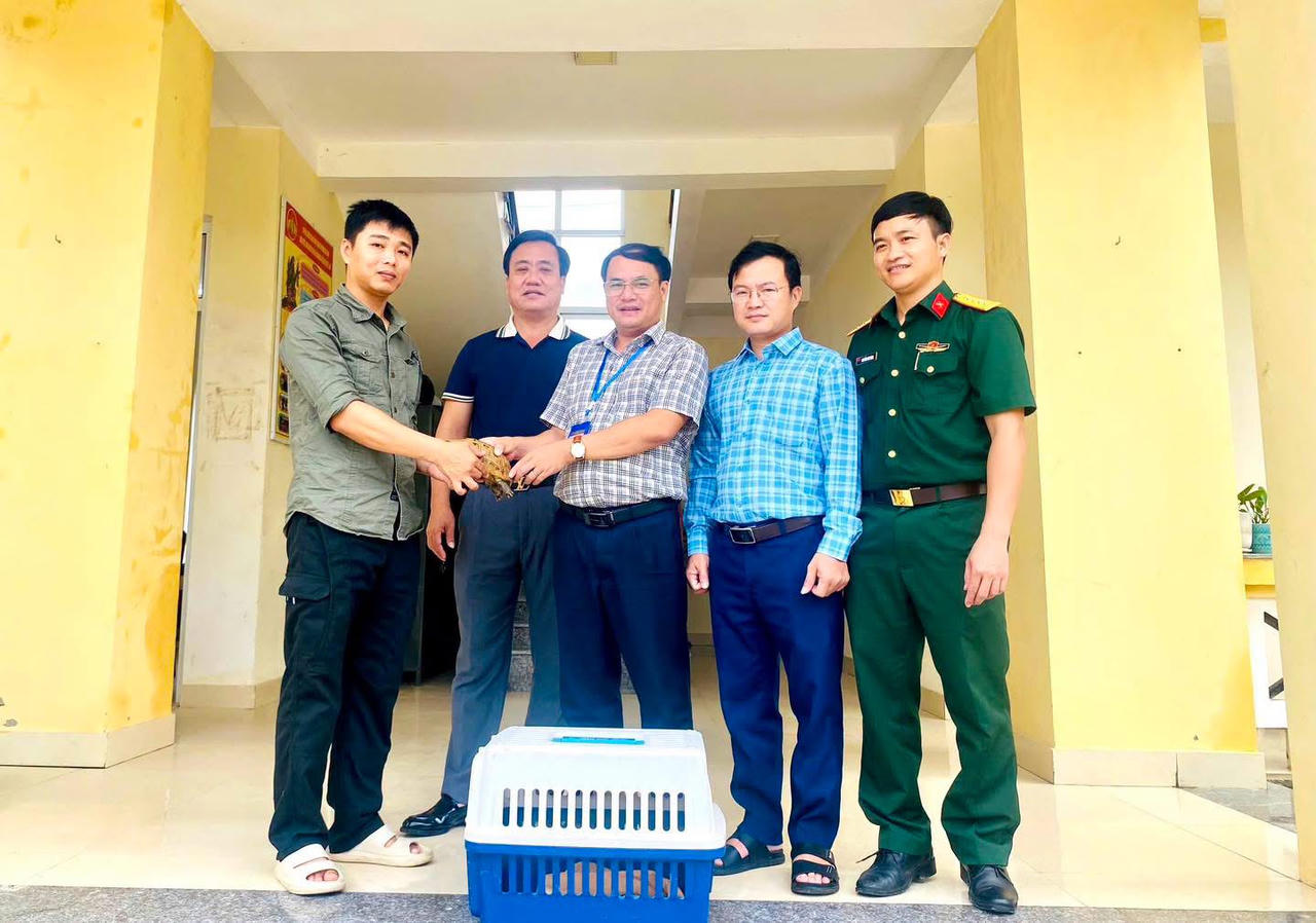 Cứu hộ rùa núi vàng quý hiếm đi lạc vào khu dân cư