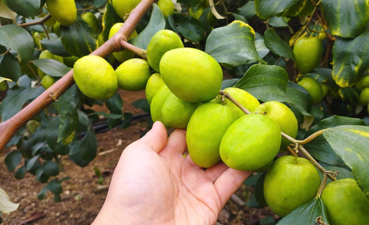 Táo Mường Bú một trong những cây trồng mang lại thu nhập cao cho người dân (Ảnh: CTV).
