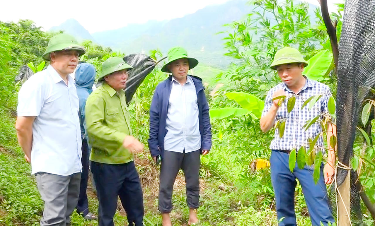 Cấp ủy, chính quyền xã luôn quan tâm việc phát huy thế mạnh trồng cây ăn quả để nâng cao thu nhập cho nhân dân (Ảnh: CTV).