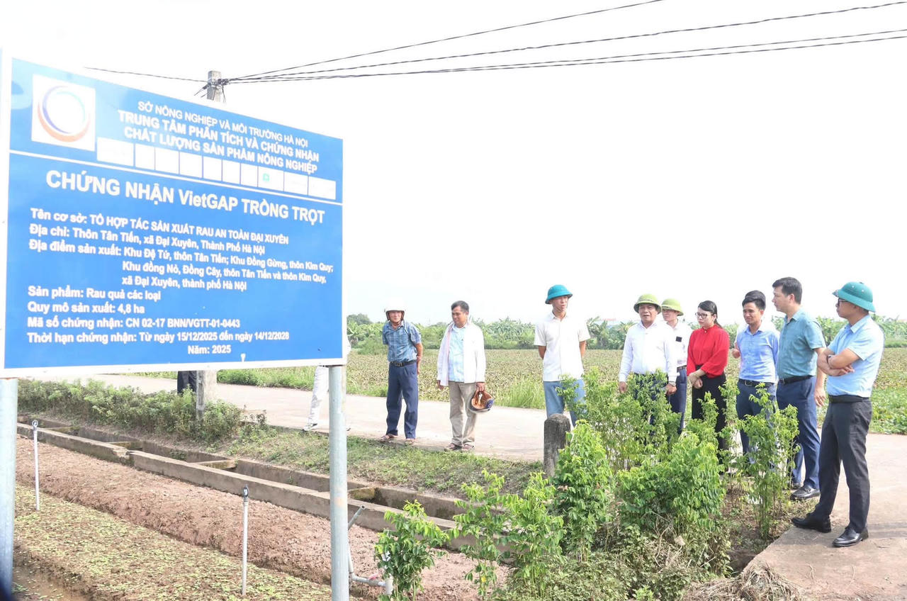 Bộ tiêu chí mới đặt yêu cầu vùng nguyên liệu tập trung đối với cây trồng, vật nuôi chủ lực của xã được chứng nhận chất lượng, gắn với chế biến và tiêu thụ sản phẩm. (Ảnh: Vùng sản xuất rau an toàn đạt chứng nhận VietGAP tại xã Đại Xuyên (Hà Nội).