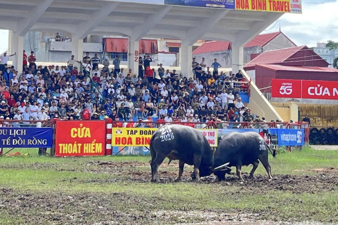 Vòng chung kết Lễ hội Chọi trâu truyền thống Đồ Sơn 2026 tôn vinh di sản, lan tỏa bản sắc văn hóa miền biển
