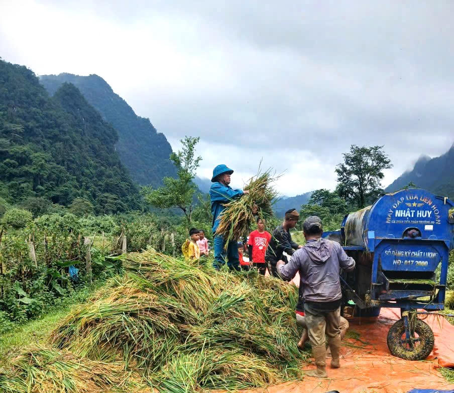 Cán bộ, chiến sĩ cùng người dân tranh thủ từng khoảng thời gian mưa ngớt để đưa lúa đã chín khỏi đồng. (Ảnh: T.H)