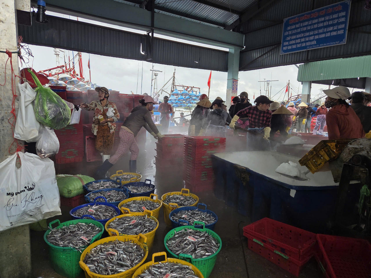 Cá được đưa lên bờ nhanh chóng, sau đó chuyển đến các đại lý thu mua, cơ sở chế biến thủy sản và các cơ sở làm nước mắm.