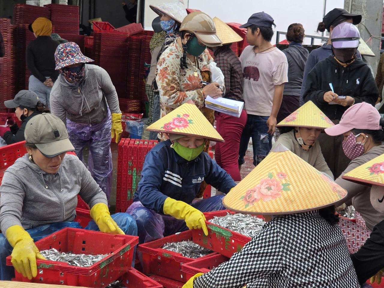 Ngư dân Quảng Ngãi vui mừng mùa cá cơm bội thu