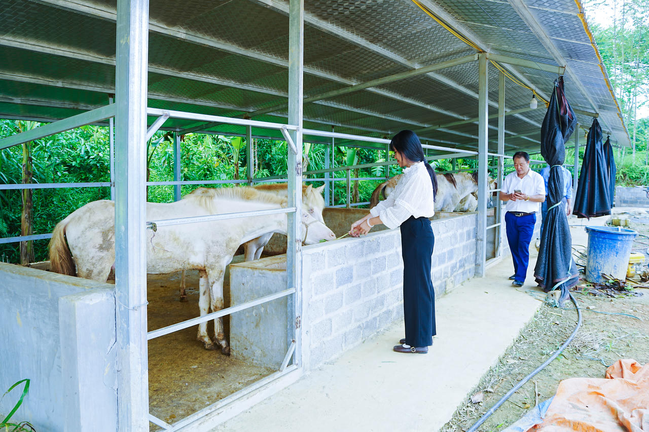 Chăn nuôi ngựa được kỳ vọng góp phần đa dạng hóa sinh kế ở Bản Lầu. (Ảnh: Kim Huệ)