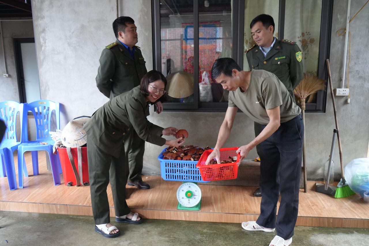 Một vụ nấm kéo dài khoảng 4-5 tháng và được thu hoạch 3 đợt, qua đó giúp người dân có thêm nguồn thu trong thời gian tương đối ngắn. (Ảnh: Cổng TTĐT xã Tả Van)