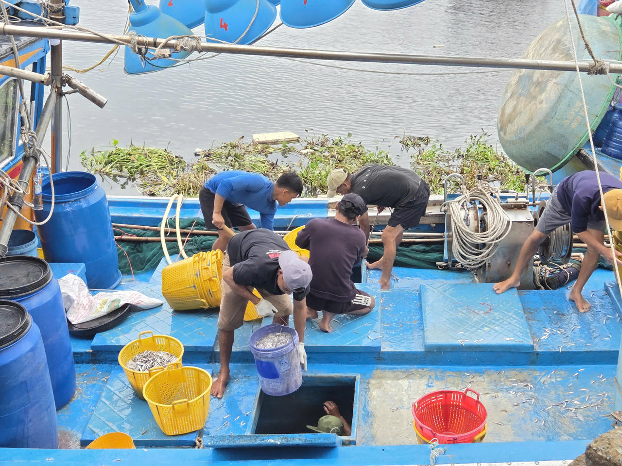Ngư dân Quảng Ngãi vui mừng mùa cá cơm bội thu