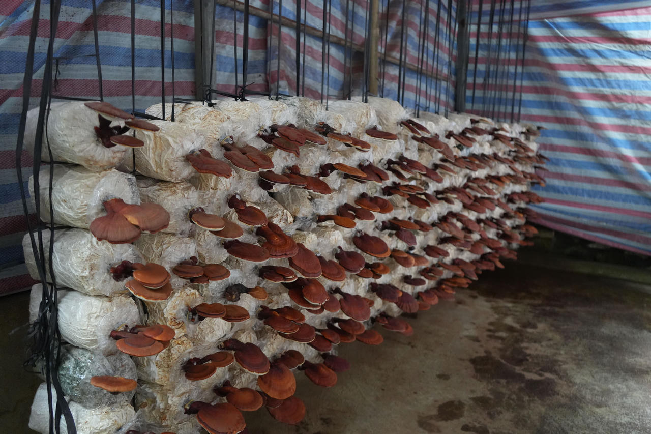 Thêm sinh kế, thêm niềm vui cho đồng bào vùng cao Tả Van (Lào Cai)