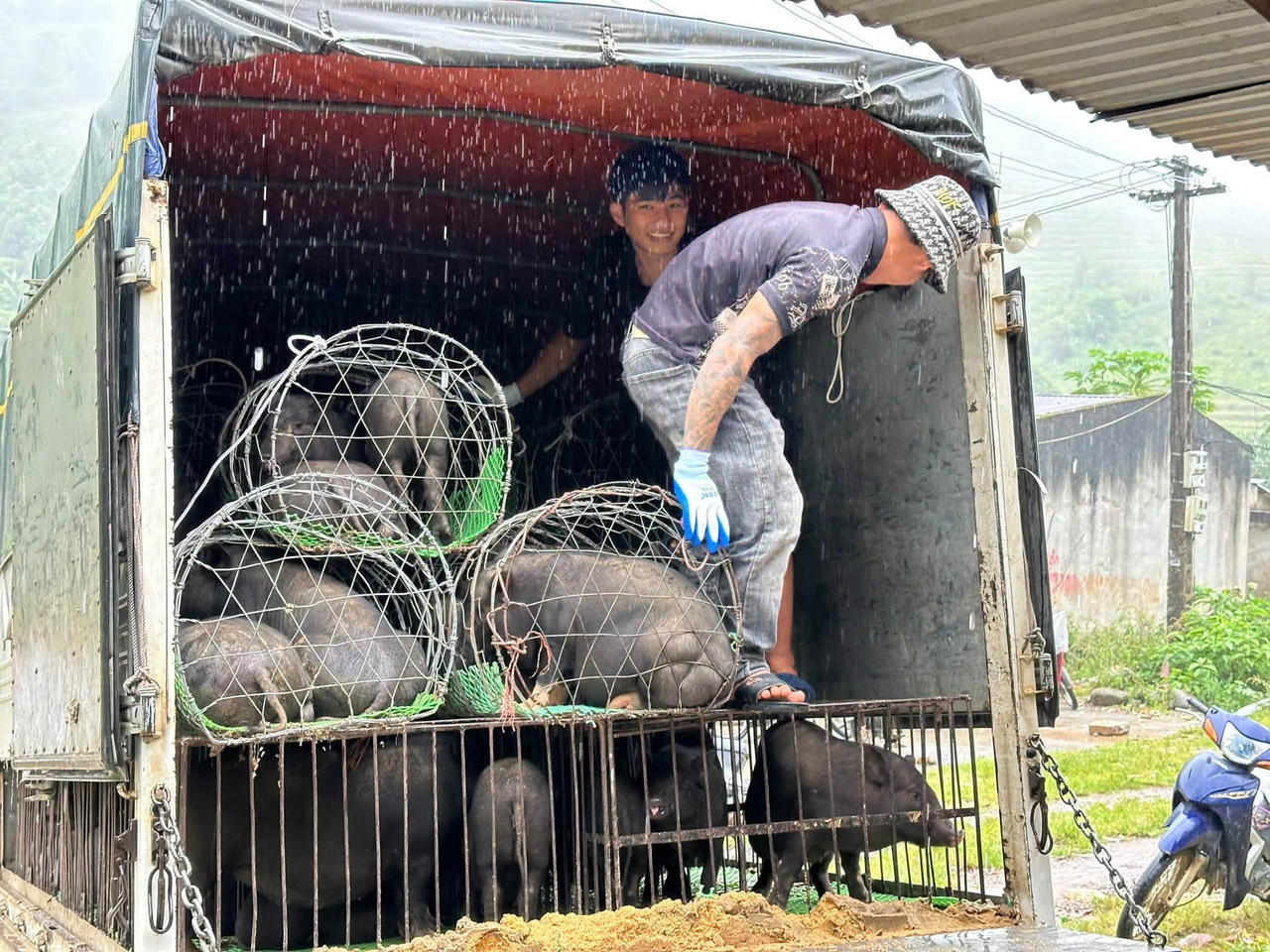 Hợp Thành triển khai mô hình liên kết nuôi lợn đen bản địa
