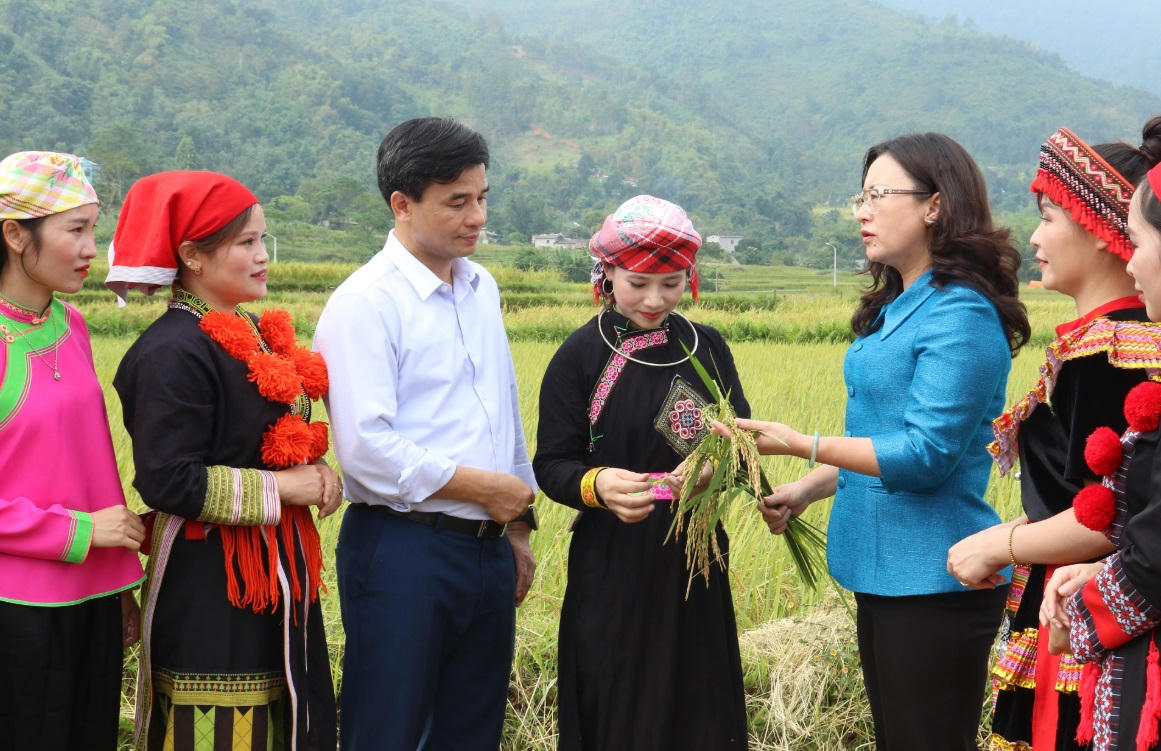 Những bông lúa vừa tới độ, hạt còn căng sữa được lựa chọn để mang về chế biến cốm (Ảnh: Hữu Trường)