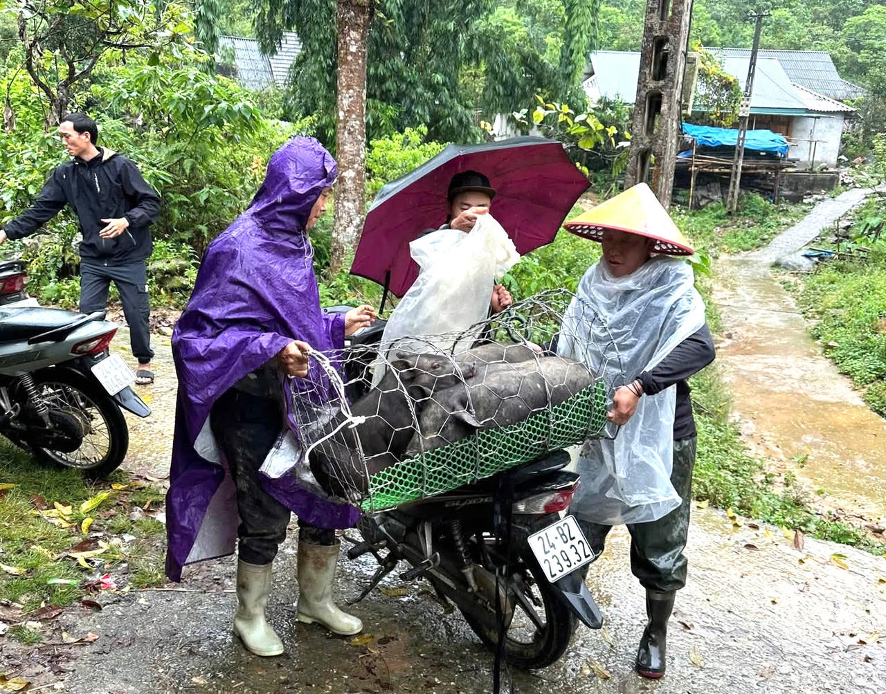 Xã Hợp Thành (tỉnh Lào Cai) đã triển khai trao lợn giống thuộc Dự án liên kết phát triển chăn nuôi lợn đen bản địa sinh sản (Ảnh: Trung tâm Dịch vụ tổng hợp xã Hợp Thành)