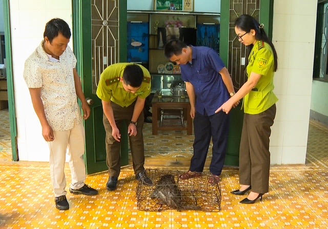 Hạt Kiểm lâm Đakrông tiếp nhận một cá thể Khỉ mốc nặng 6,5kg