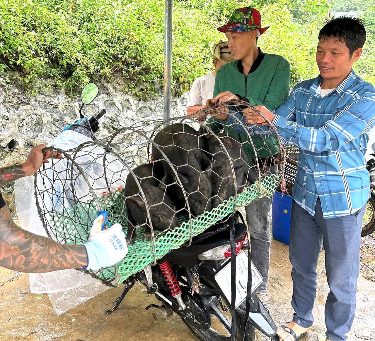 Cùng với con giống, người dân được hỗ trợ thức ăn chăn nuôi, máy băm, thái thức ăn thô xanh và tập huấn kỹ thuật chăm sóc, phòng, chống dịch bệnh, quản lý đàn giống, bảo vệ môi trường (Ảnh: Trung tâm Dịch vụ tổng hợp xã Hợp Thành).