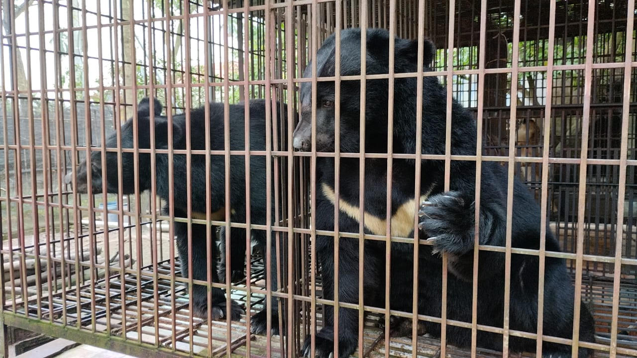Nhiều biện pháp đã được triển khai liên tục trong những năm qua nhằm chấm dứt hoạt động nuôi nhốt gấu. (Nguồn: ENV)
