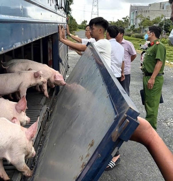 Phương tiện cùng số lợn được lực lượng chức năng phát hiện, kiểm tra (ảnh: Vũ Duy)