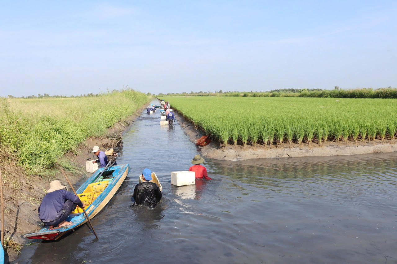 Bà con nông dân xã U Minh phấn khởi thu hoạch vụ tôm càng xanh xen canh trong ruộng lúa (Ảnh: T.N).