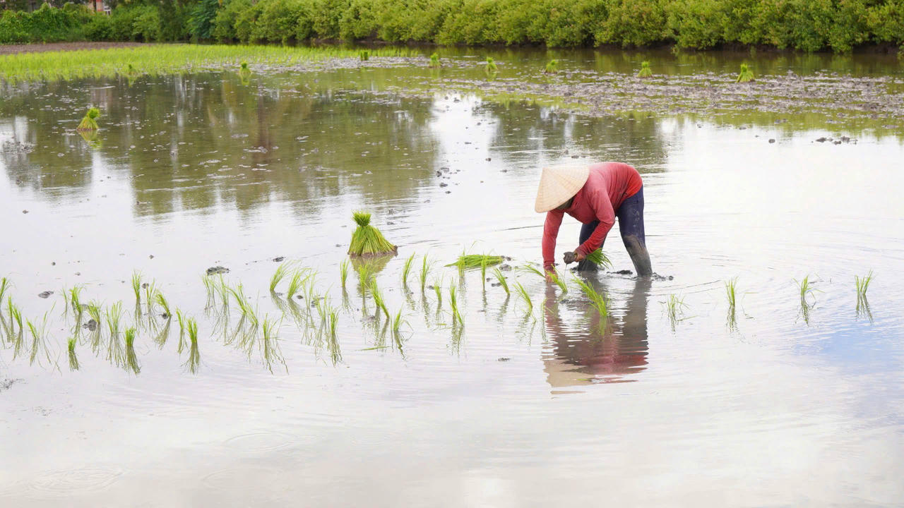 Người dân xã U Minh tranh thủ trồng lúa trên đất nuôi tôm (Ảnh: T.N).