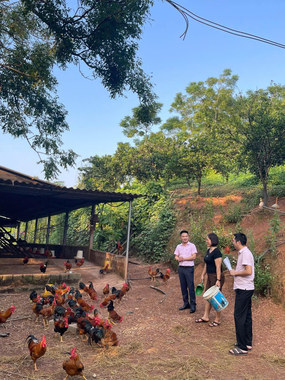 Gia đình bà Bùi Thị Viến, xã Quyết Thắng đầu tư mô hình nuôi gà thả vườn từ nguồn vốn vay ưu đãi của NHCSXH.