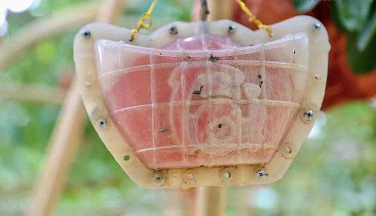 Bưởi được đưa vào khuôn ngay trên cây để tạo hình, tăng sự đa dạng cho sản phẩm.(Ảnh: PV).