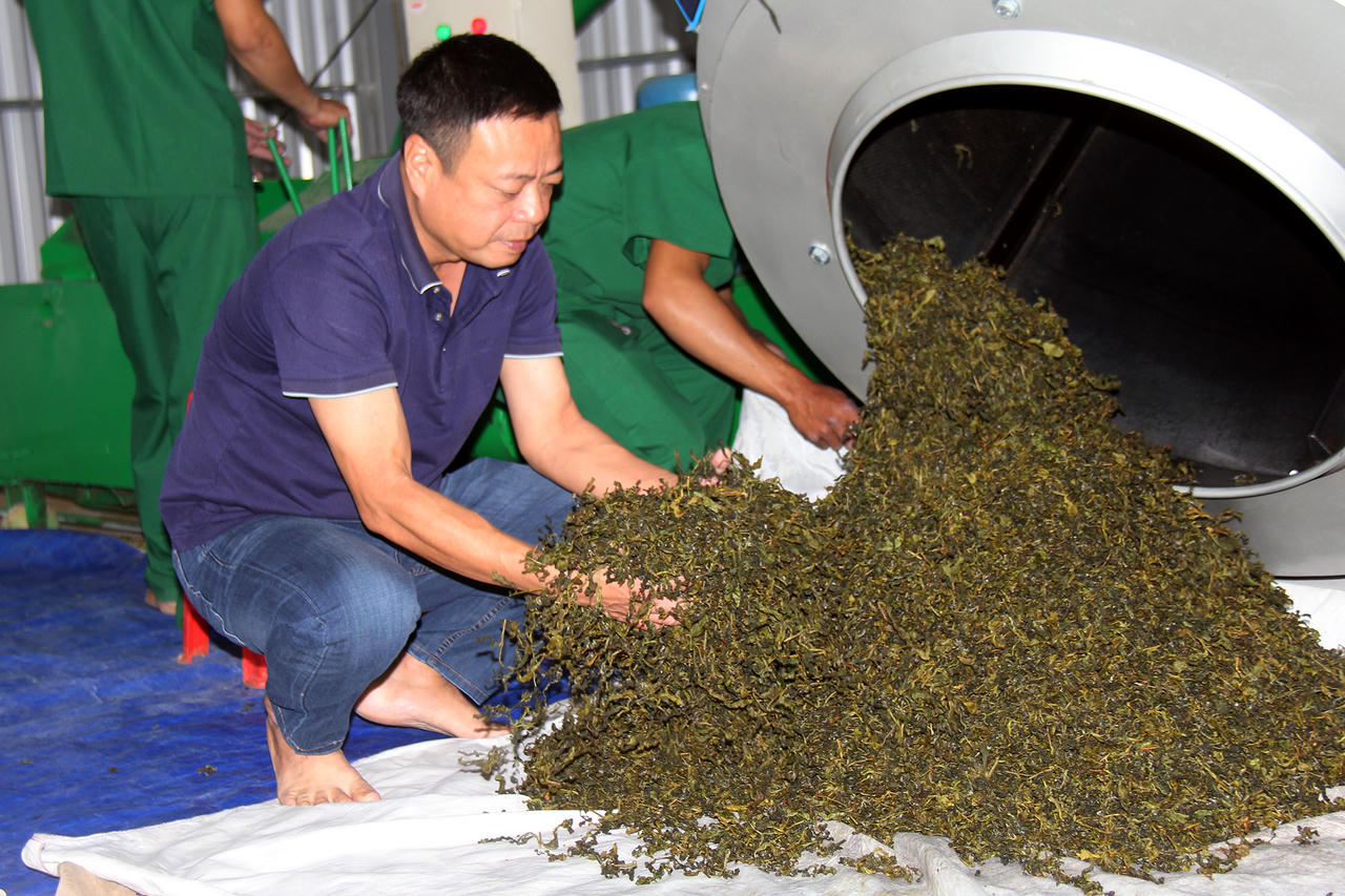 Người dân trên địa bàn đã liên kết trồng cây chè mở ra hướng đi mới, nhiều triển vọng, giúp bà con thay đổi nếp nghĩ, cách làm. (Ảnh: UBND xã Kon Plông)