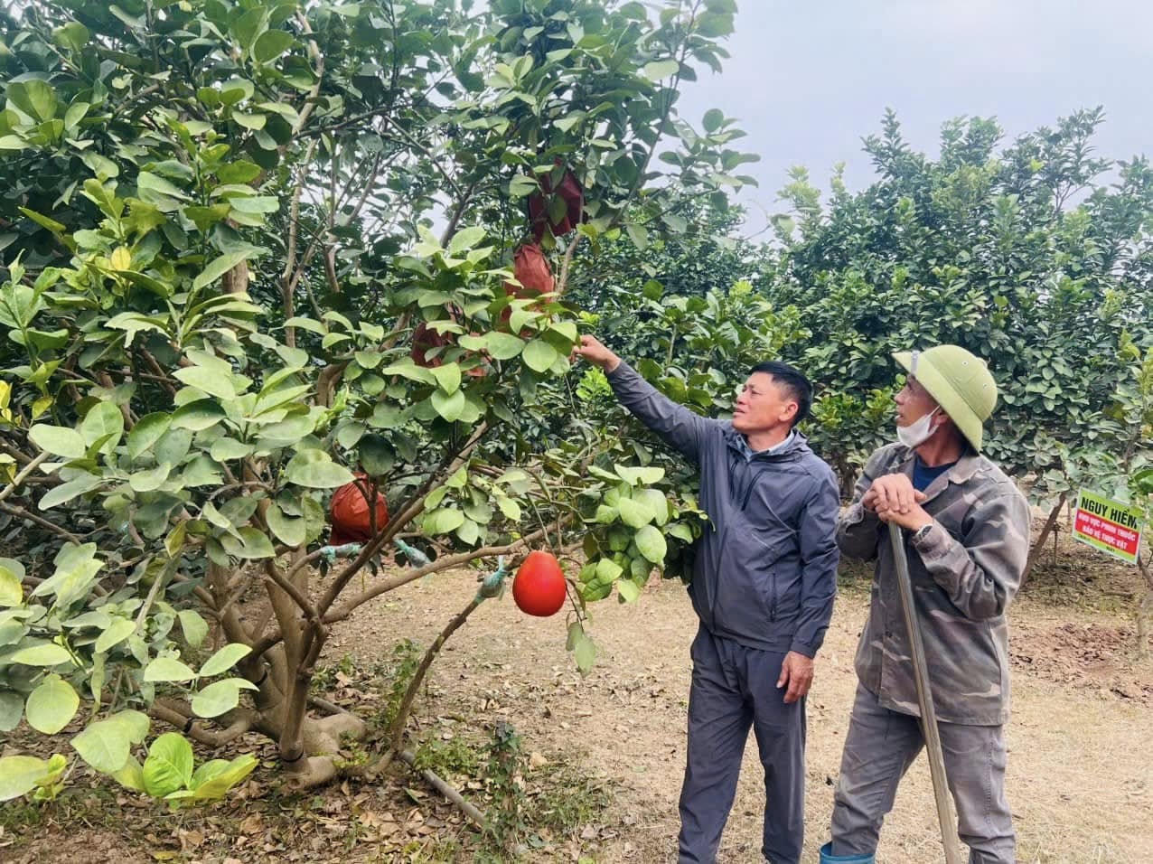 Người trồng bưởi kiểm tra quả tại vườn bưởi đỏ Đông Cao, xã Mê Linh. (Ảnh: PV)