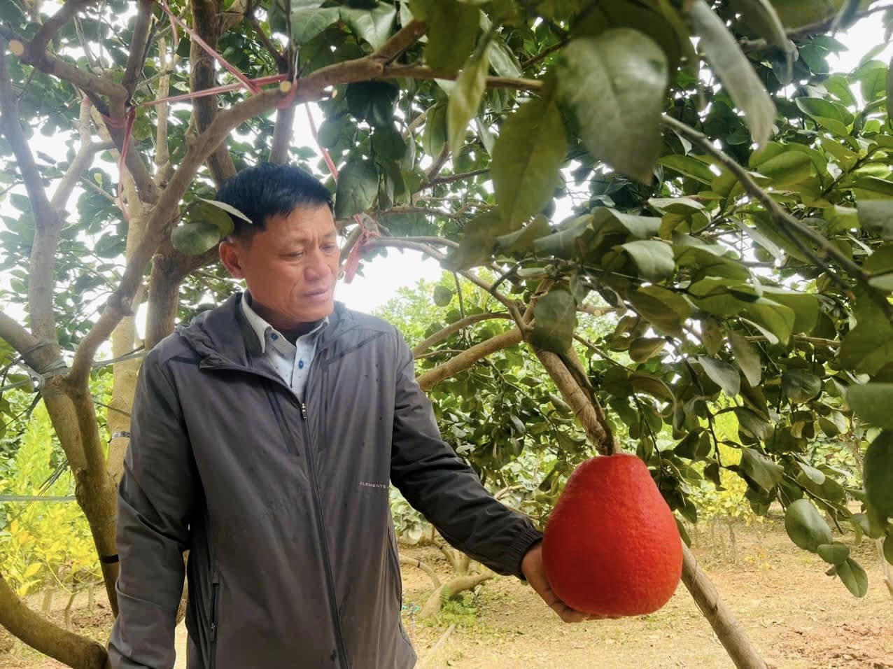 Bưởi đỏ Đông Cao nổi bật với màu đỏ đặc trưng khi quả bước vào giai đoạn chín. (Ảnh: PV).