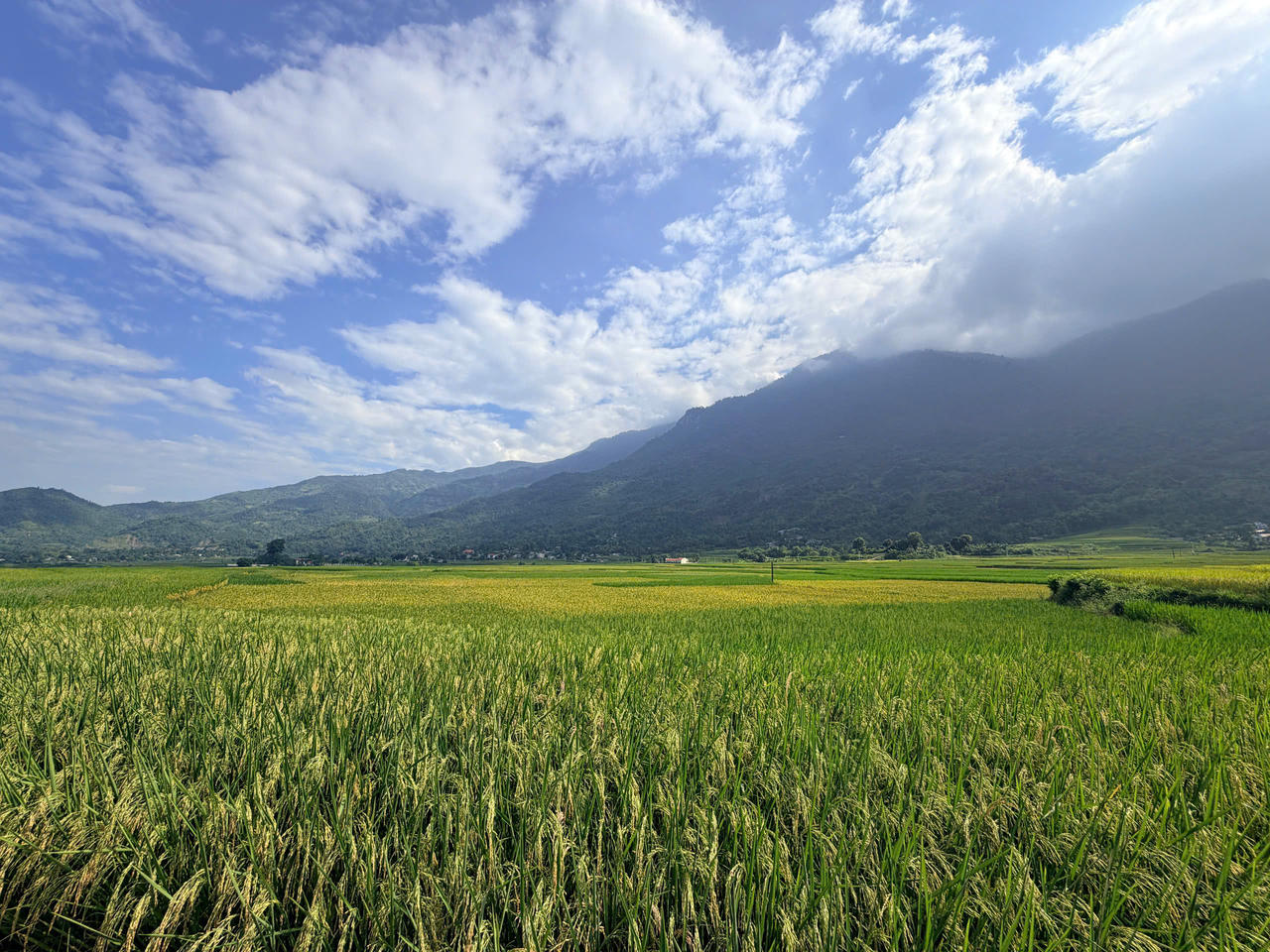 Giữ hương cốm truyền thống ở Hợp Thành (Lào Cai)