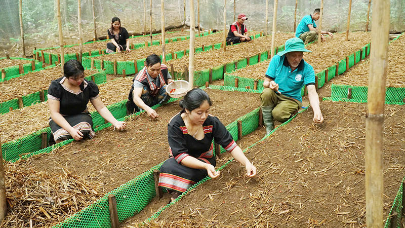 Giữ nguồn gen, chủ động giống sâm Ngọc Linh cho vụ mới