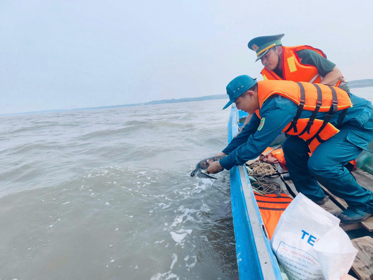 Ban Chỉ huy Quân sự xã Tân Ân phối hợp với Đồn Biên phòng Tam Giang Tây thả cá thể vích nặng khoảng 3 kg về môi trường tự nhiên (Ảnh: H.T).