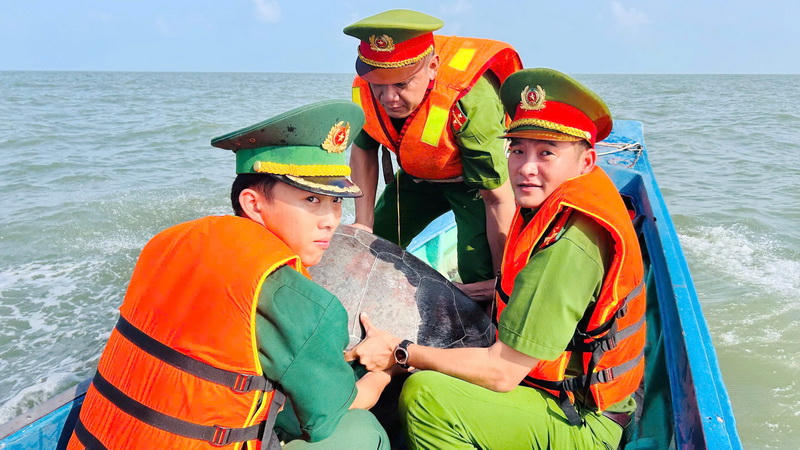 Cà Mau: Thả cá thể vích quý hiếm nặng 70 kg về biển