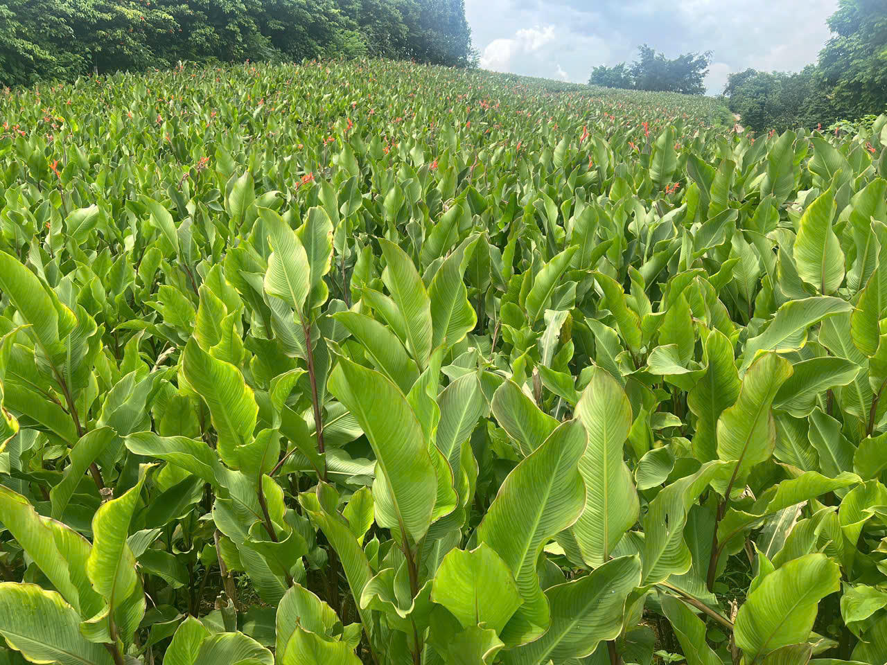 Miến dong Dương Kiên có nguồn nguyên liệu từ những củ dong riềng tươi ngon được liên kết thu mua trực tiếp từ các vùng đất màu mỡ như Mộc Châu, Sơn La, Sông Mã hay Hà Giang – nơi cho ra loại dong đỏ giàu hàm lượng tinh bột nhất.
