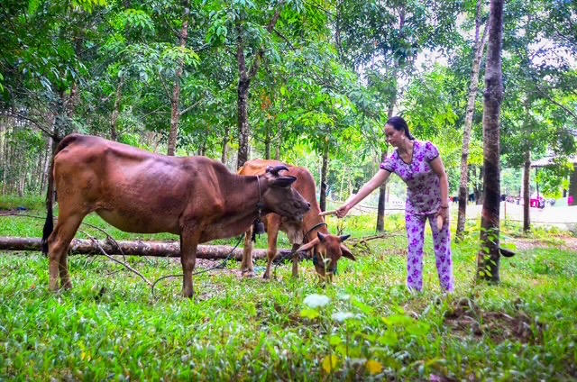 Trong bức tranh phát triển kinh tế của xã, nông nghiệp tiếp tục giữ vai trò quan trọng (Ảnh: Trần Tuyền)