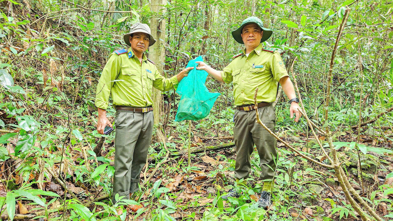 Lực lượng kiểm lâm phối hợp trong quá trình đưa động vật hoang dã trở lại rừng. (Ảnh: ĐVCC)