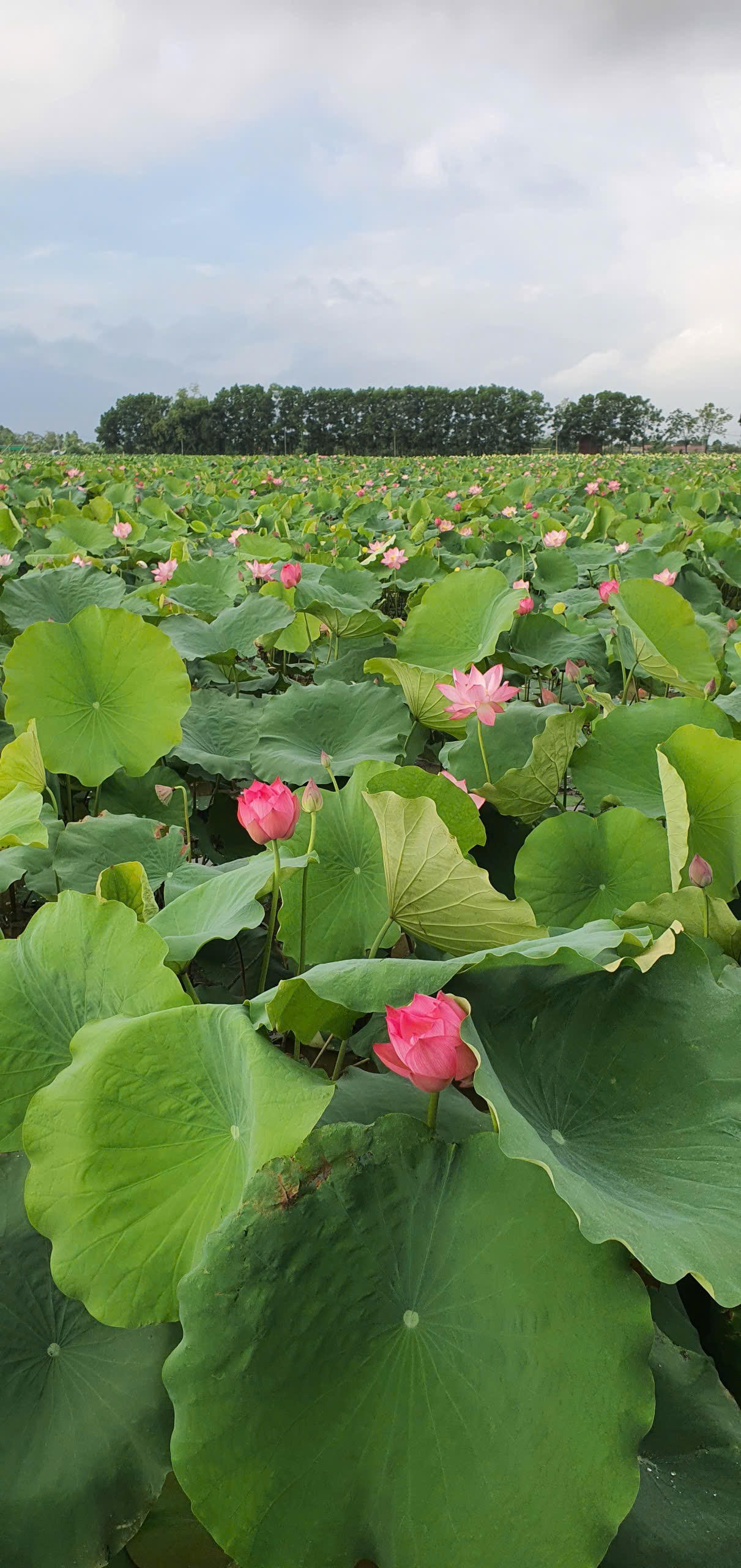 Đánh thức vùng sen Xứ Đoài từ mô hình nông nghiệp đa giá trị