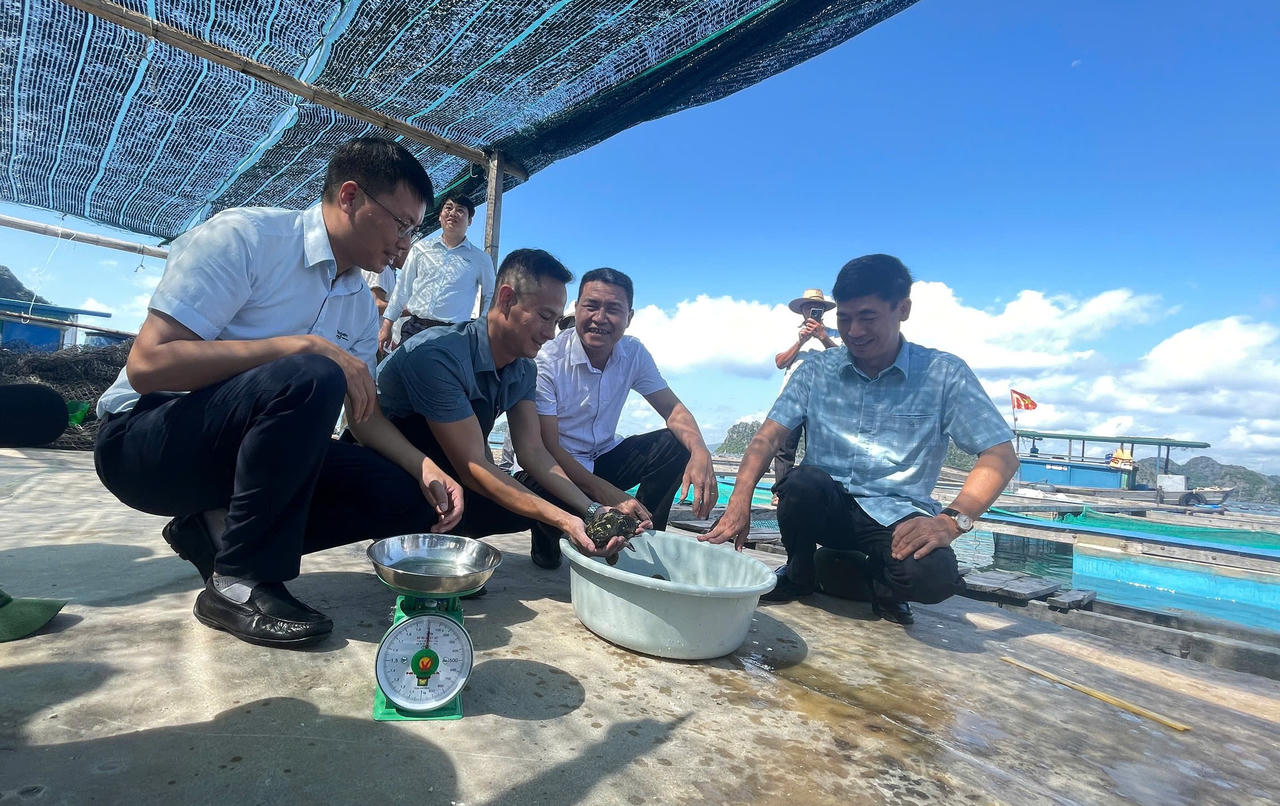 Đổi mới công nghệ để phát triển nuôi biển bền vững tại Quảng Ninh