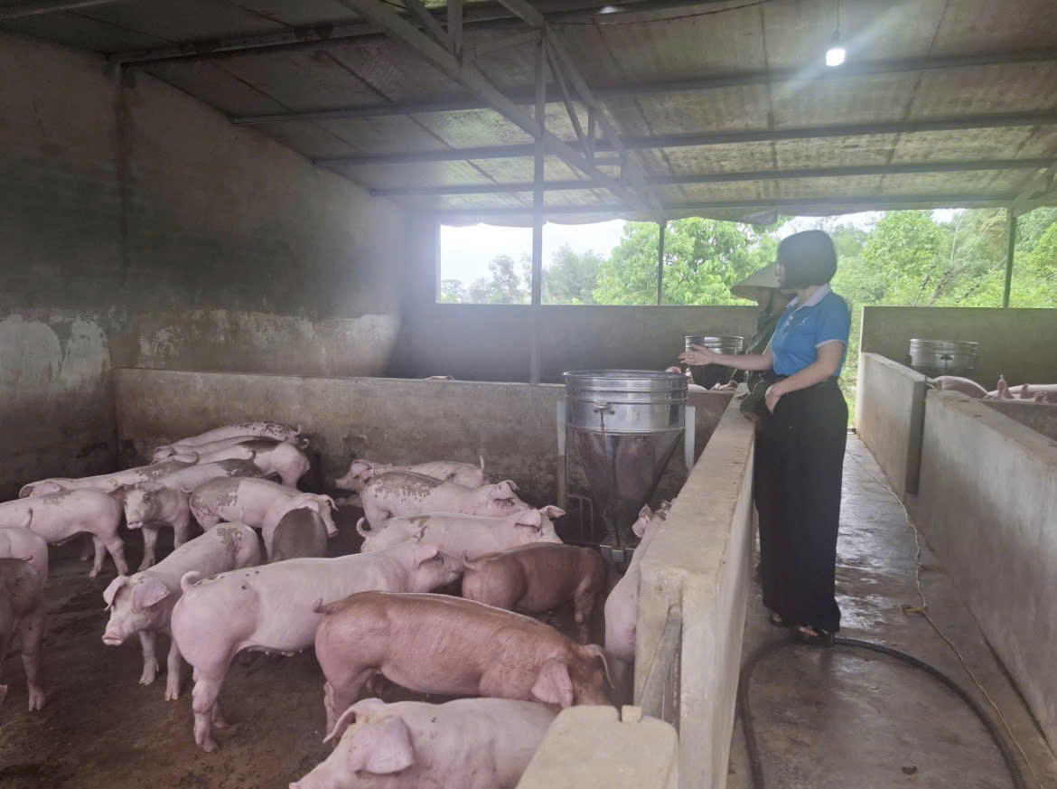 Các mô hình sản xuất hiệu quả ở Đô Lương nhờ sử dụng vốn vay tín dụng chính sách đúng mục đích.
