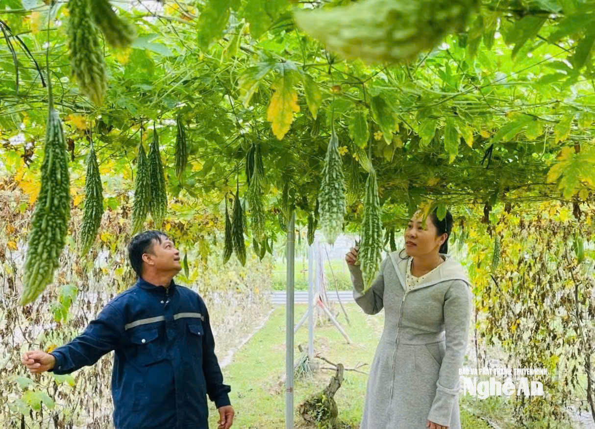 Từ nguồn vốn vay ưu đãi, nhiều hộ dân Đô Lương có thêm điều kiện đầu tư sản xuất, phát triển sinh kế và nâng cao thu nhập.