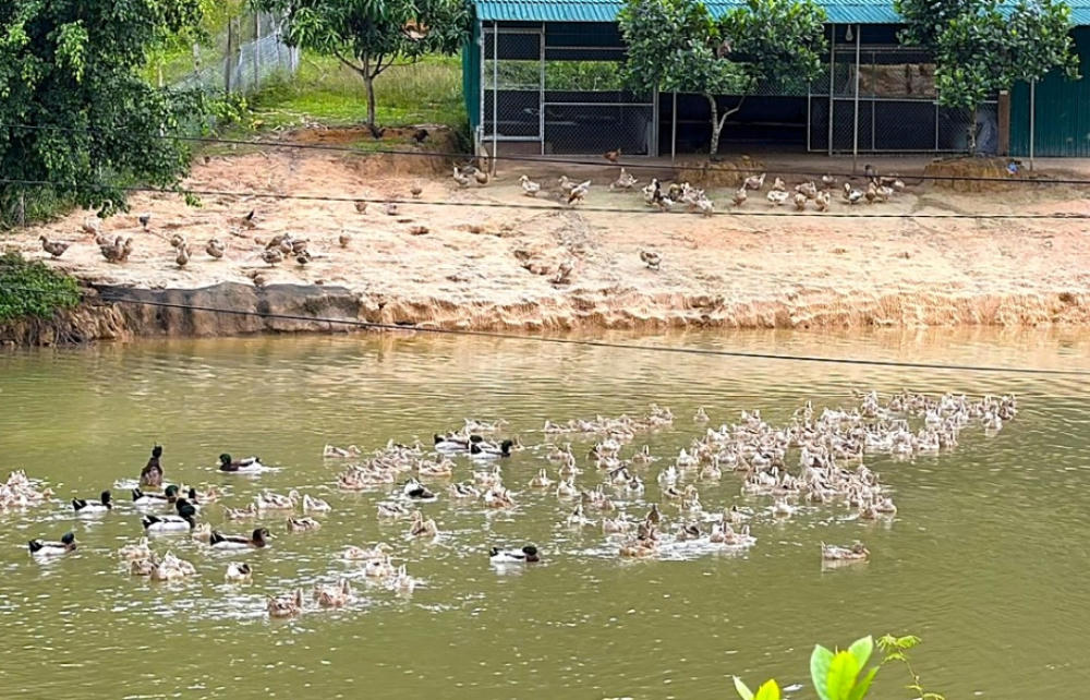 Từ những con giống được chọn lọc, đến nay trang trại của anh Trung và anh An đã tăng khoảng 400 con vịt bố mẹ giống gốc (Ảnh: TY).