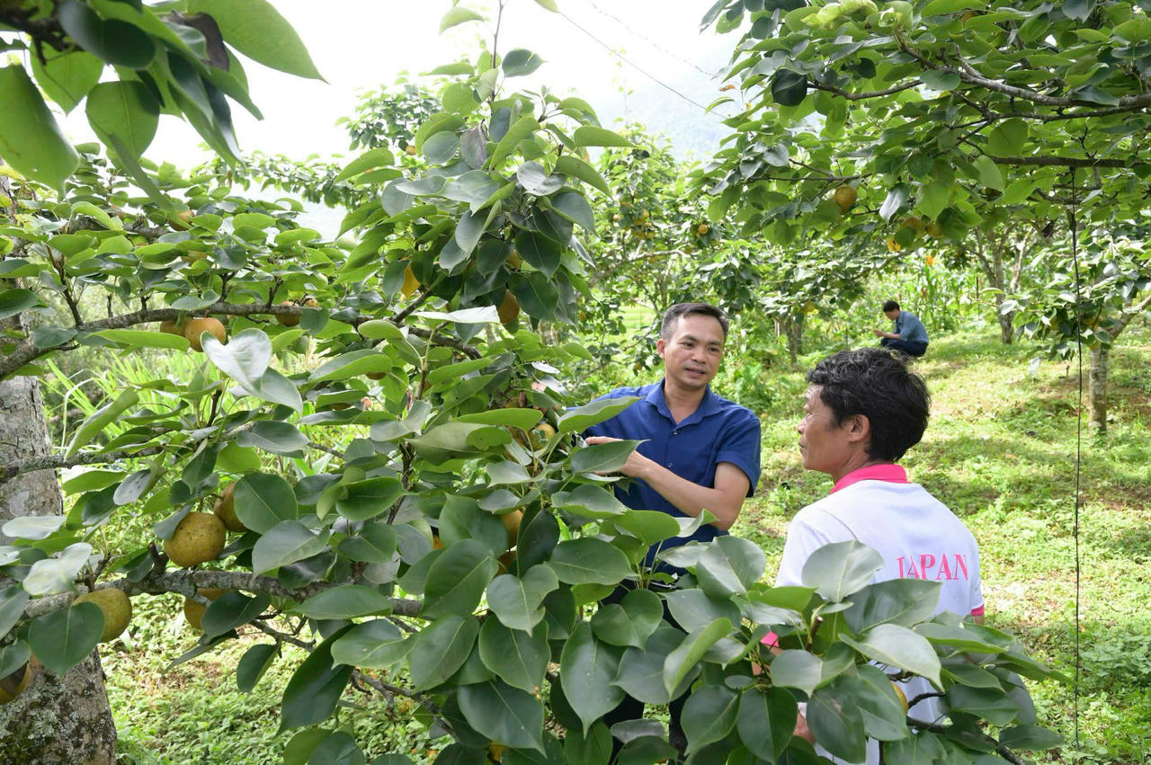 Hiện Mường Hum có khoảng 200 ha lê, trong đó hơn 70 ha đang cho thu hoạch. sản lượng khoảng 120 tấn quả mỗi năm. (Ảnh: C. Hải)