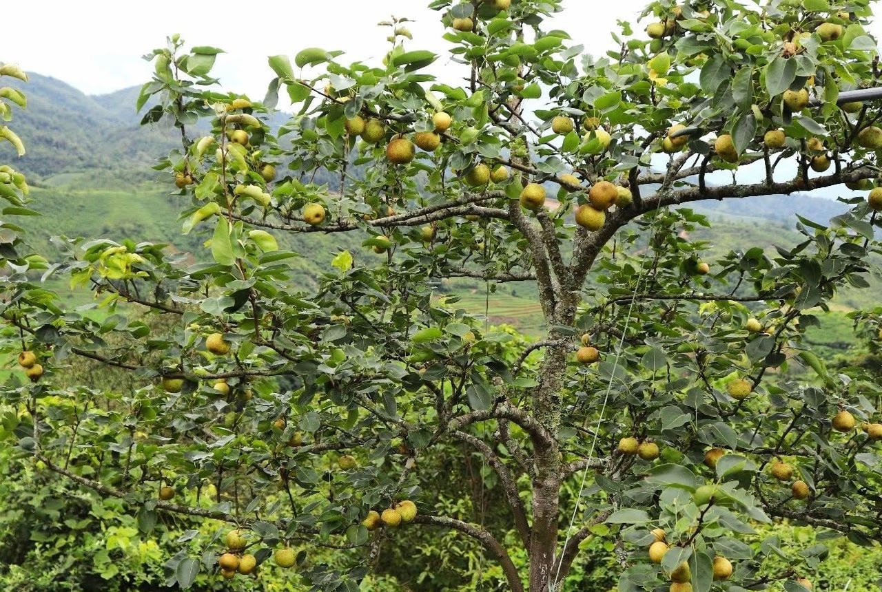 Để hỗ trợ người dân cải thiện sinh kế, xã xác định triển khai đồng bộ các chương trình, dự án về phát triển sản xuất, đa dạng hóa sinh kế và nhân rộng các mô hình giảm nghèo (Ảnh minh họa).