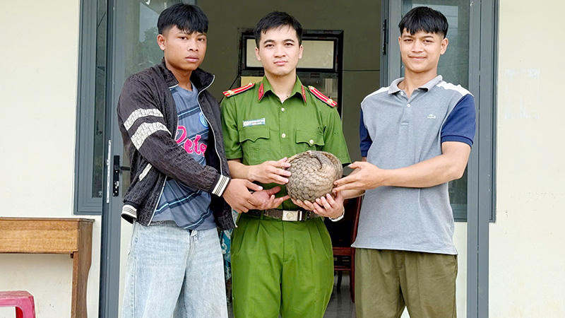 Cá thể tê tê quý hiếm được người dân ở Quảng Ngãi tự nguyện giao nộp
