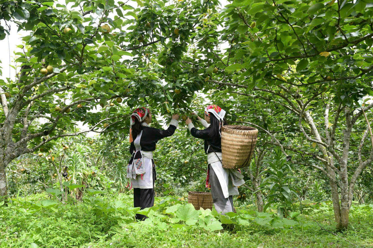 Lê Tai Nung (VH6) đã bén rễ và phát triển thành vùng sản xuất hàng hóa ở Mường Hum, tỉnh Lào Cai (Ảnh: C. Hải)